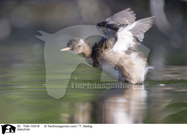 dabchick / THA-10918