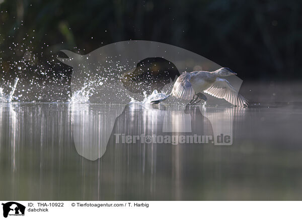 dabchick / THA-10922