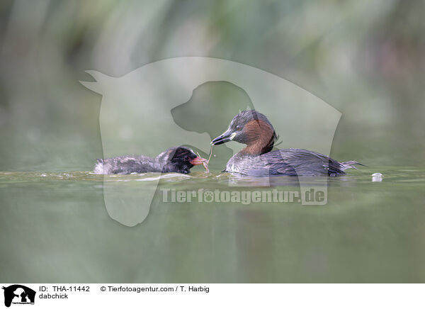 Zwergtaucher / dabchick / THA-11442