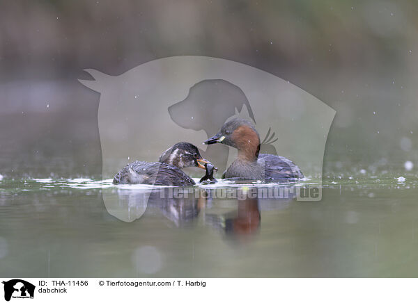 Zwergtaucher / dabchick / THA-11456