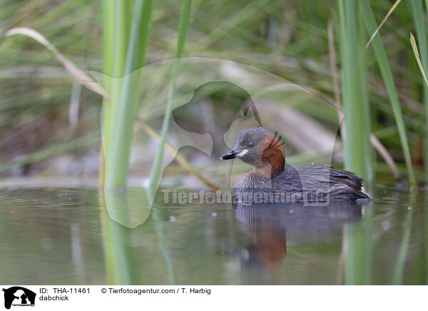 Zwergtaucher / dabchick / THA-11461