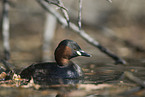 dabchick