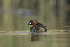 dabchick