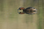 dabchick