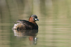 dabchick