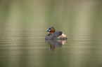 dabchick