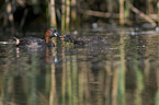 dabchick