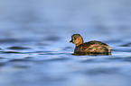 dabchick