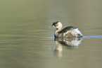 dabchick