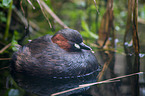 dabchick