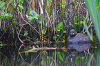 dabchick