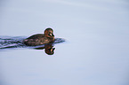 dabchick