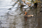 dabchick