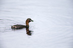 dabchick