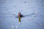 dabchick