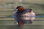 swimming Dabchick