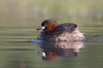 swimming Dabchick