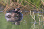 swimming Dabchick