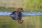 swimming Dabchick