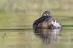 swimming Dabchick