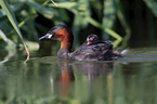 swimming Dabchicks