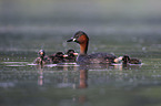 swimming Dabchicks