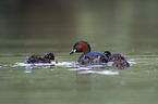 swimming Dabchicks