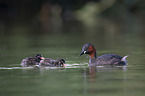 swimming Dabchicks