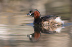 swimming Dabchick