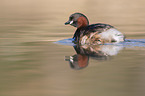 swimming Dabchick