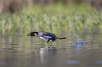 flying Dabchick