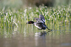 flying Dabchick