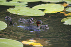 dabchick