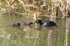 dabchick