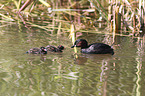 dabchick