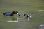 dabchick