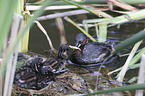 dabchick