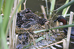 dabchick