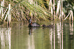 dabchick