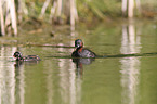 dabchick