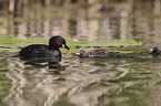 dabchick