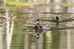 dabchick