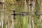 dabchick