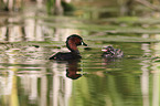 dabchick