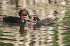 dabchick