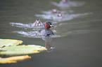 dabchick