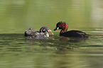 dabchick