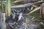 dabchick