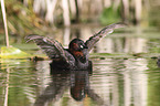 dabchick