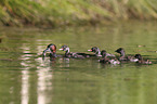 dabchick